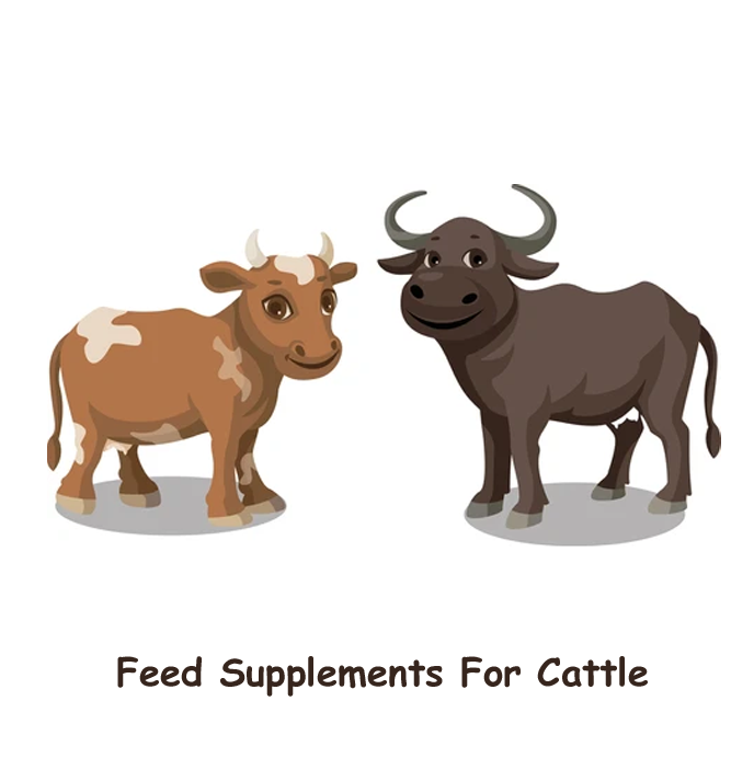 cow feed supplement