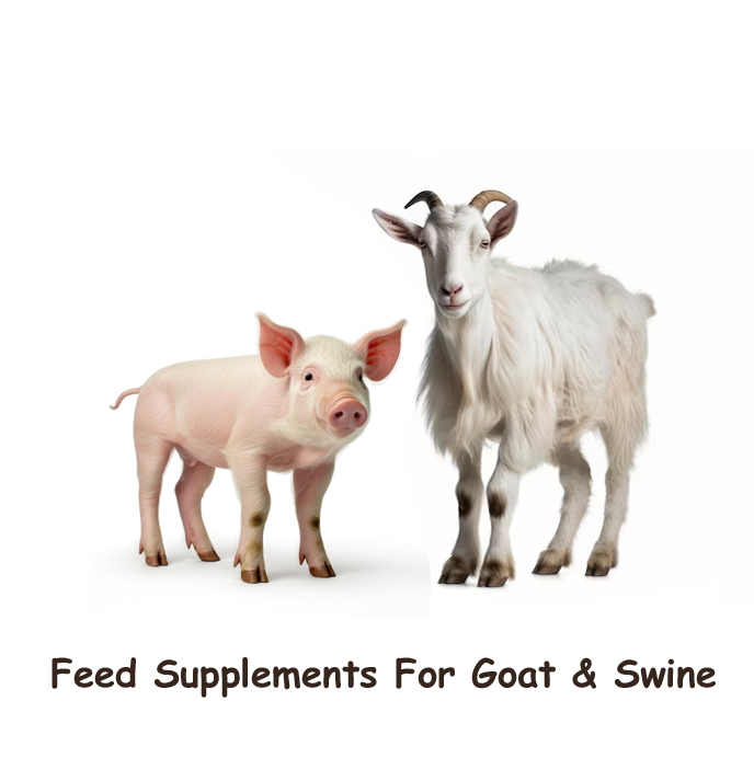 goat feed supplement